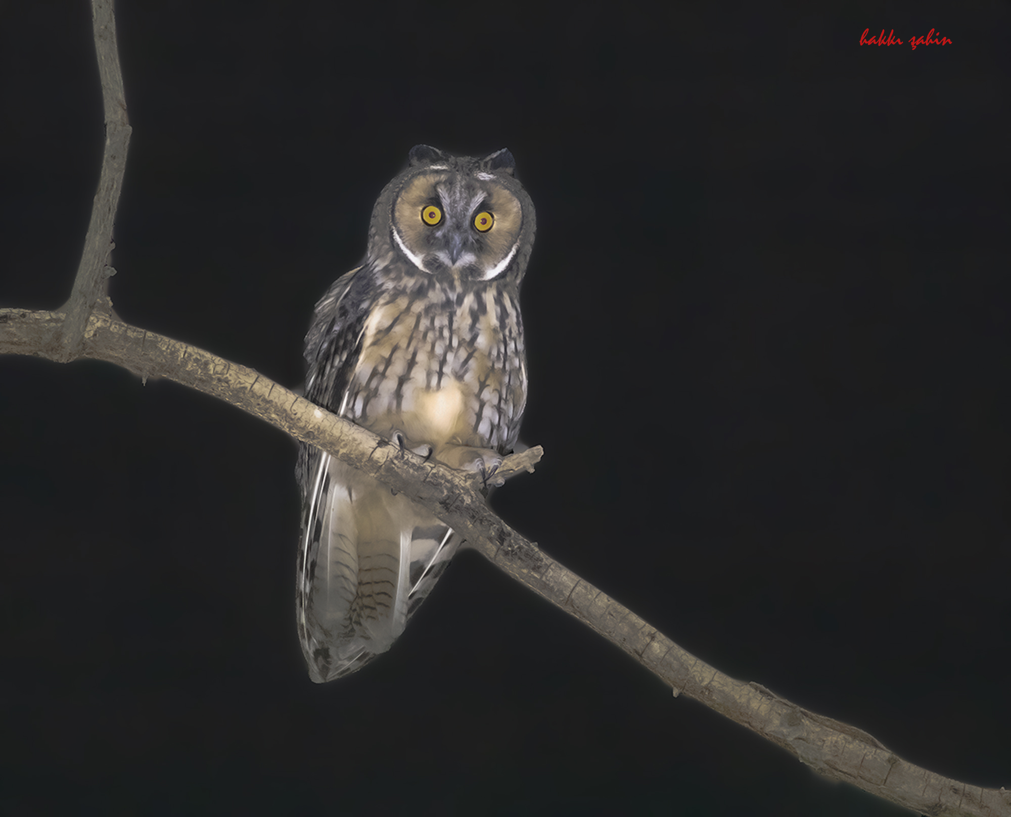 Long-eared Owl